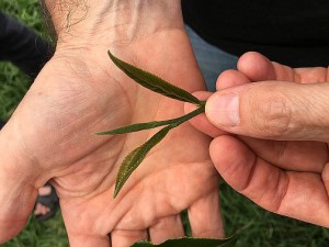 The Top 3 Leaves at Zealong quality New Zealand tea3