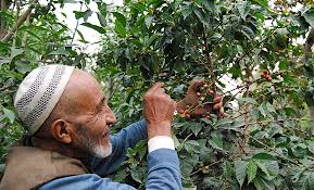 Yemen Coffee Grower The Kiwi Importer