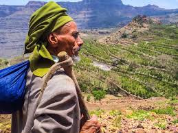Yemen coffee kahwa cahvah kawa Haraaz Arabica coffea