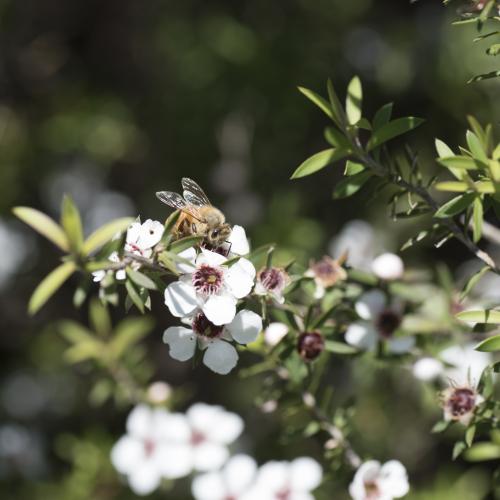 bee and manuka honey Inge kiwi importer