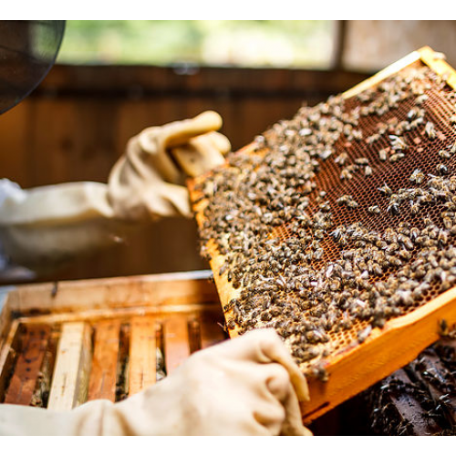 bees and hive manuka honey 1885
