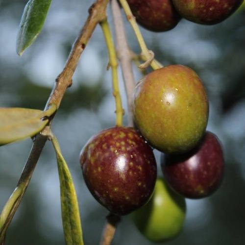 manzanillo olive Louise Rawlinson