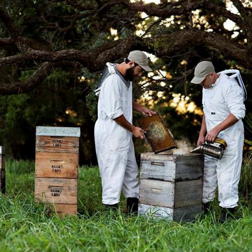 tahi manuka honey bee keepers 2