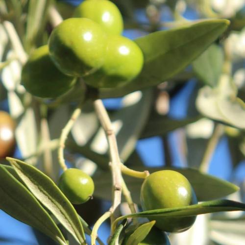 unripe frantoio Louise Rawlinson2