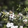bee and manuka honey Inge kiwi importer2