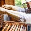 beekeeping new zealand