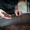coffee roasting2