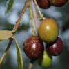 manzanillo olive Louise Rawlinson2