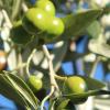 unripe frantoio Louise Rawlinson2