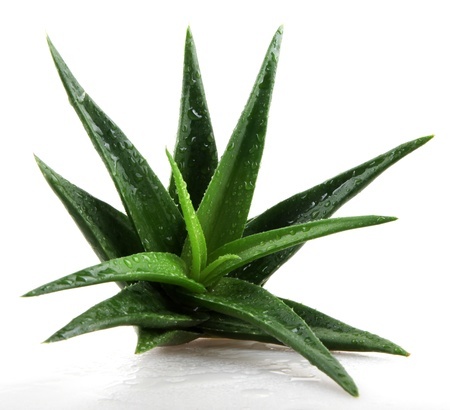 aloe vera throat lozenge all natural cough drop