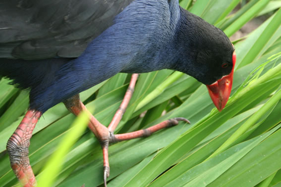 pukeko bird conservation manuka honey